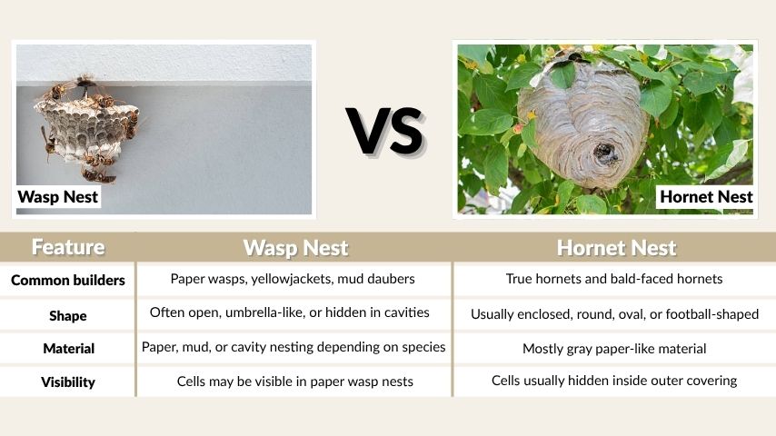 Wasp Nest vs Hornet Nest at a Glance