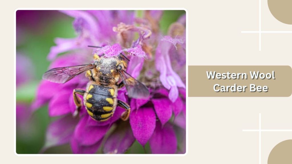 Western Wool Carder Bee
