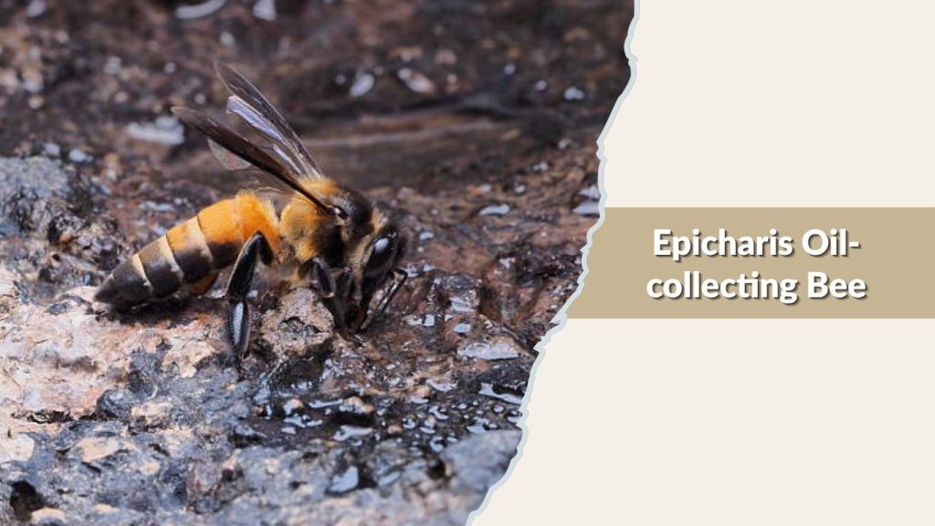 Epicharis Oil-collecting Bee