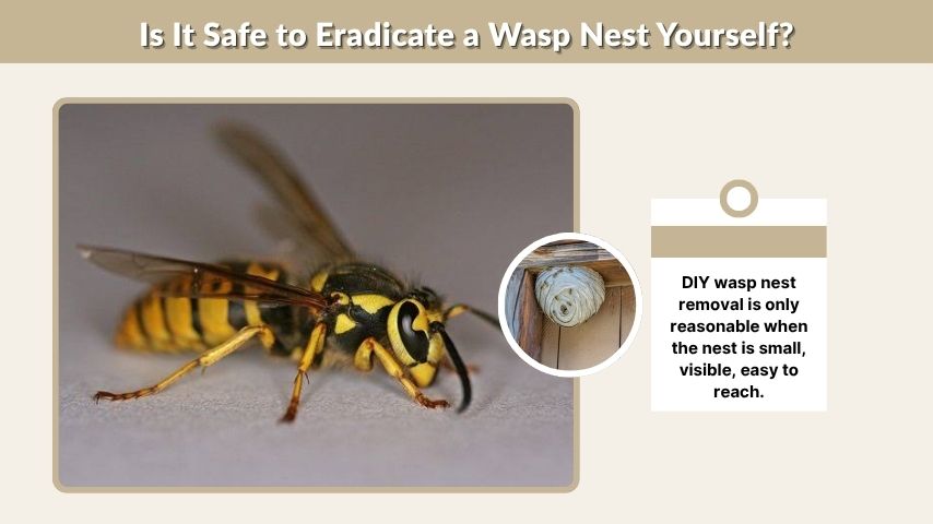 Is It Safe to Eradicate a Wasp Nest Yourself?