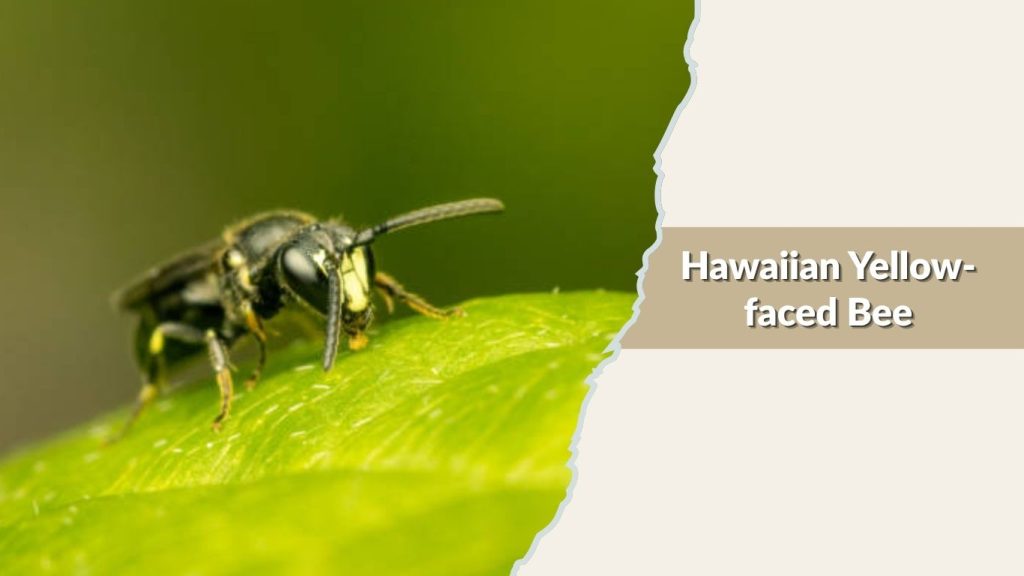 Hawaiian Yellow-faced Bee