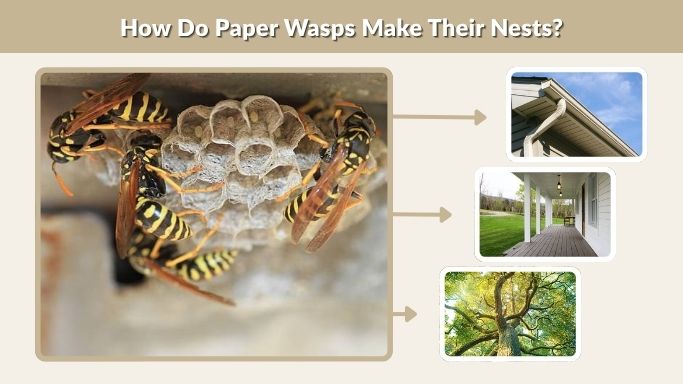 How Do Paper Wasps Make Their Nests?