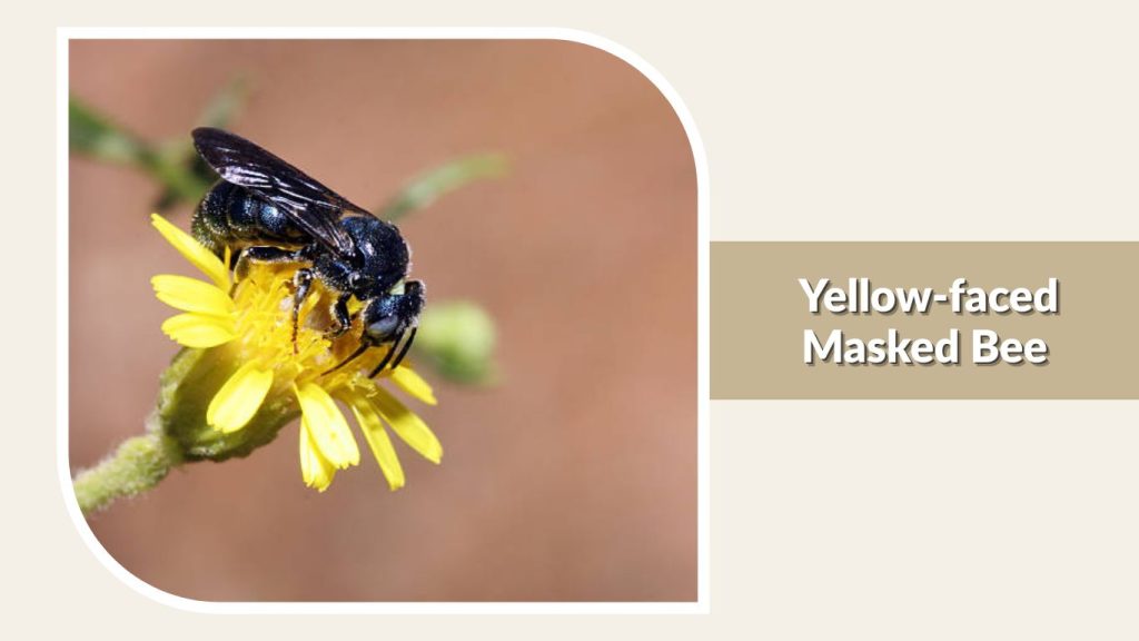 Yellow-faced Masked Bee
