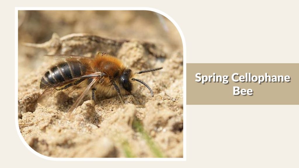 Spring Cellophane Bee