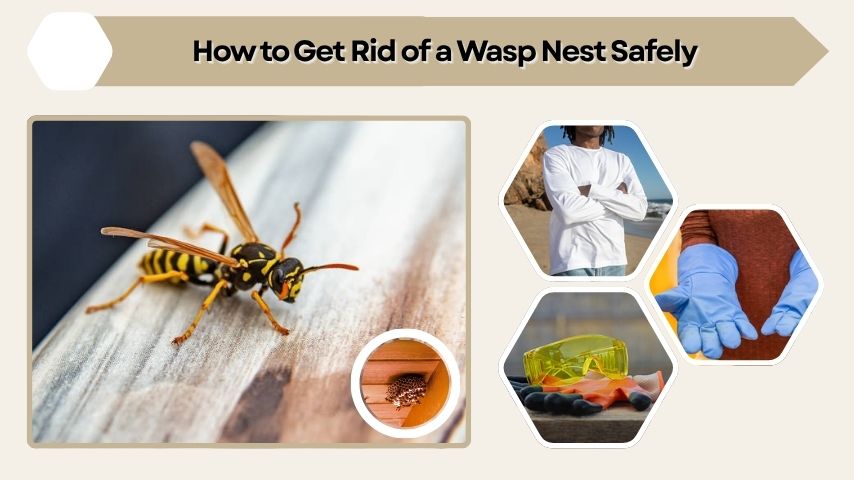 How to Get Rid of a Wasp Nest Safely