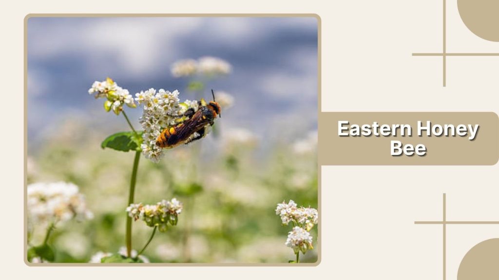 Eastern Honey Bee