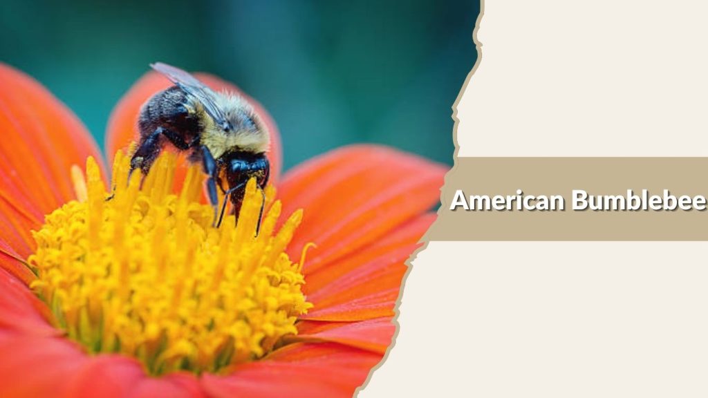 American Bumblebee