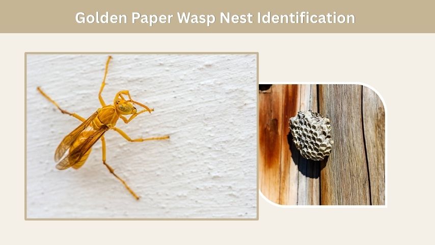 Golden Paper Wasp Nest Identification