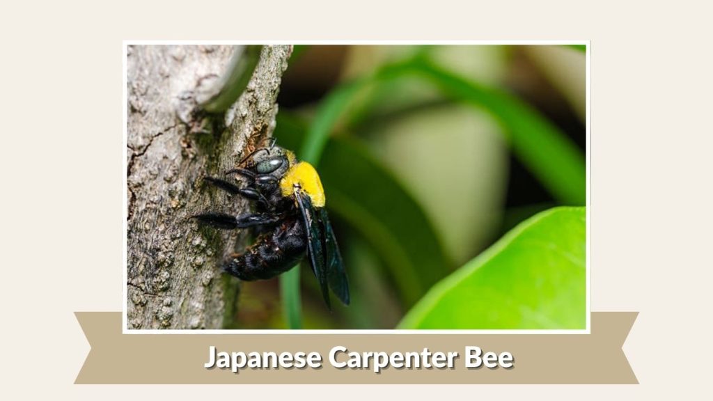 Japanese Carpenter Bee