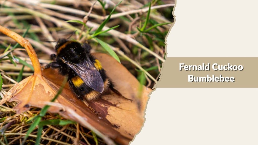 Fernald Cuckoo Bumblebee