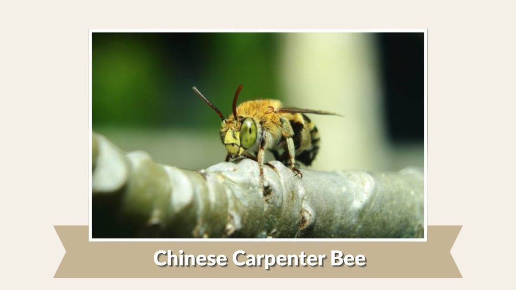 Chinese Carpenter Bee