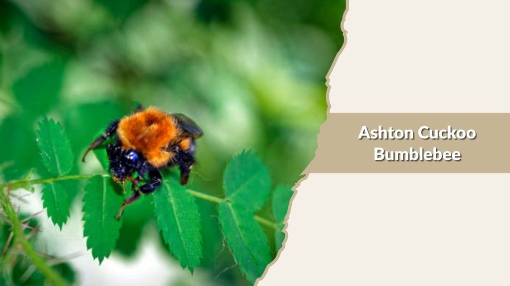 Ashton Cuckoo Bumblebee