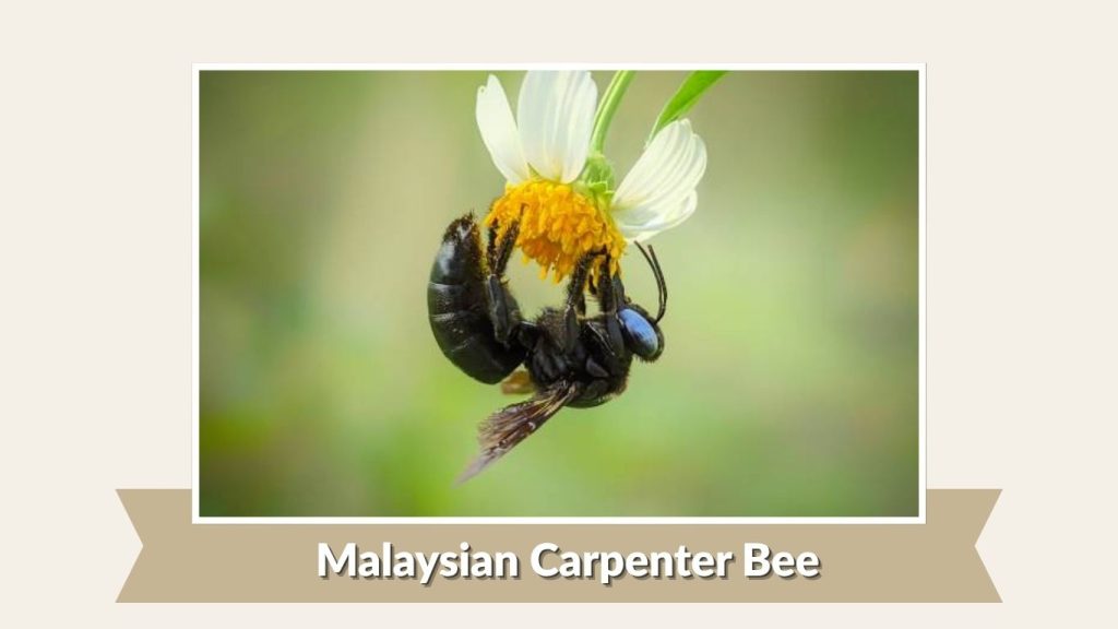 Malaysian Carpenter Bee