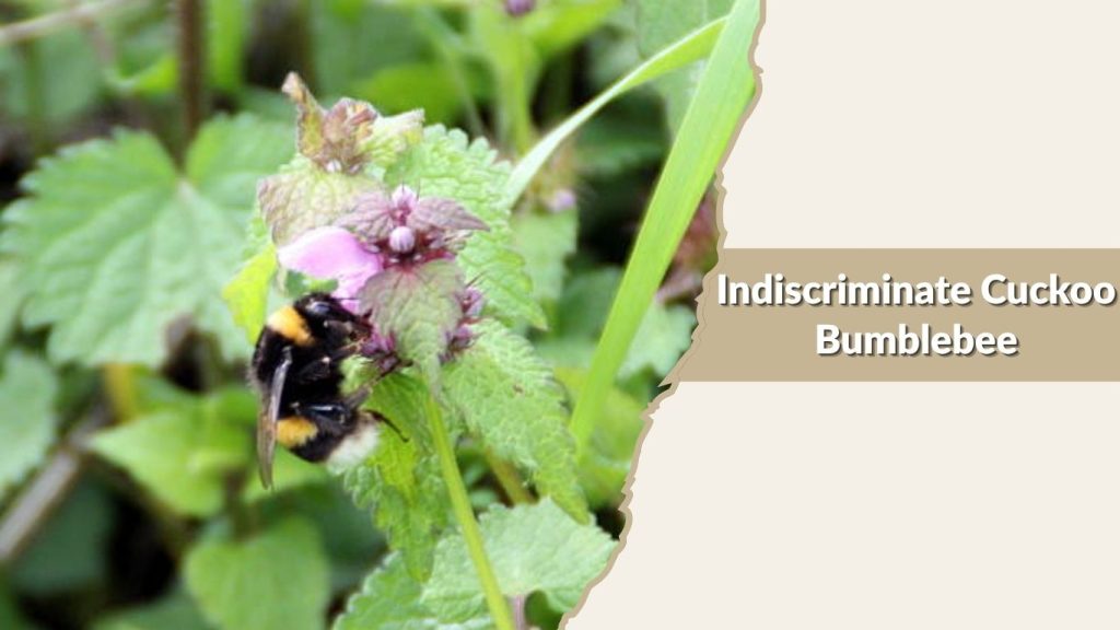 Indiscriminate Cuckoo Bumblebee