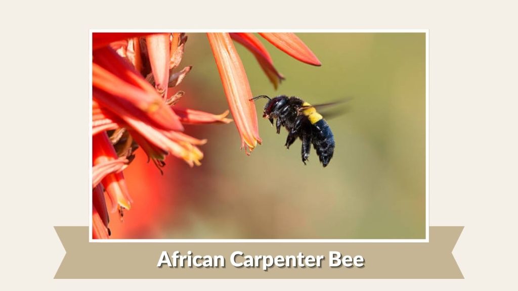 African Carpenter Bee