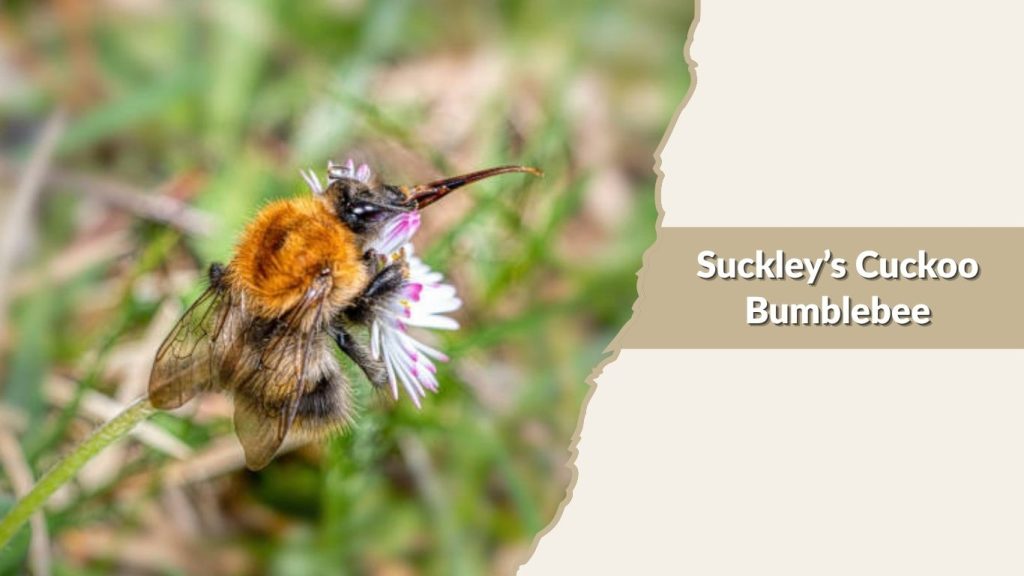 Suckley’s Cuckoo Bumblebee