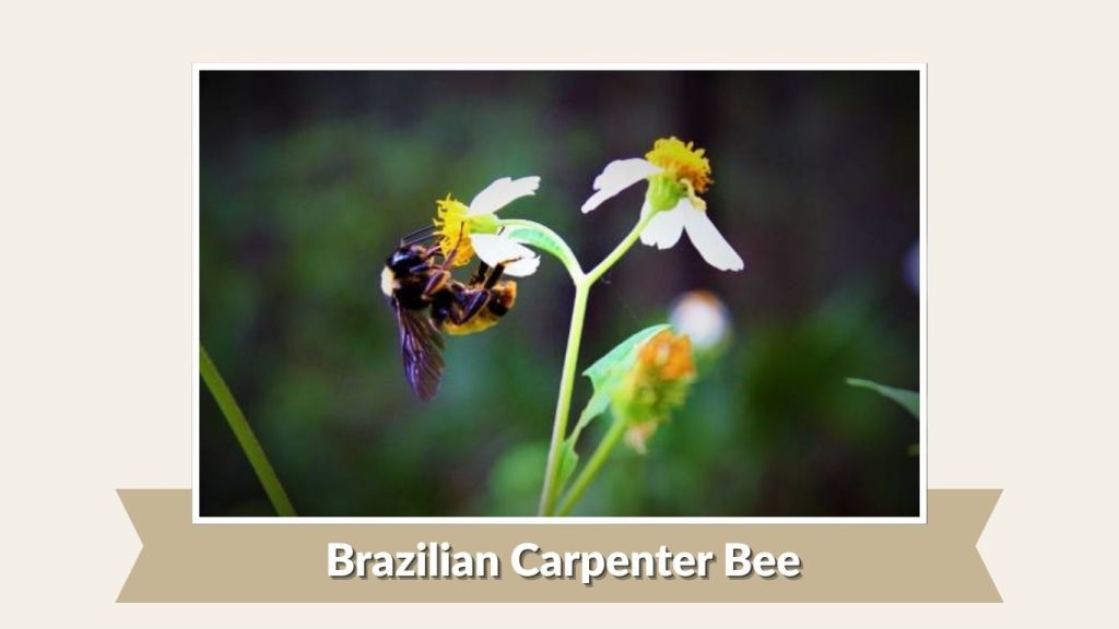 Brazilian Carpenter Bee