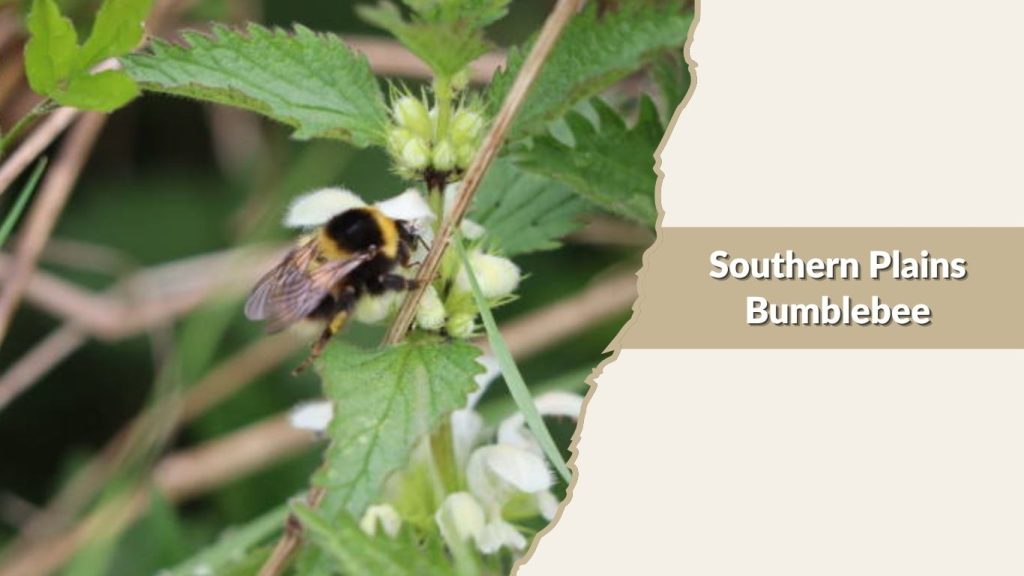 Southern Plains Bumblebee
