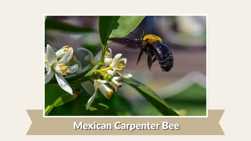 Mexican Carpenter Bee