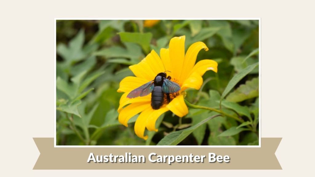Australian Carpenter Bee
