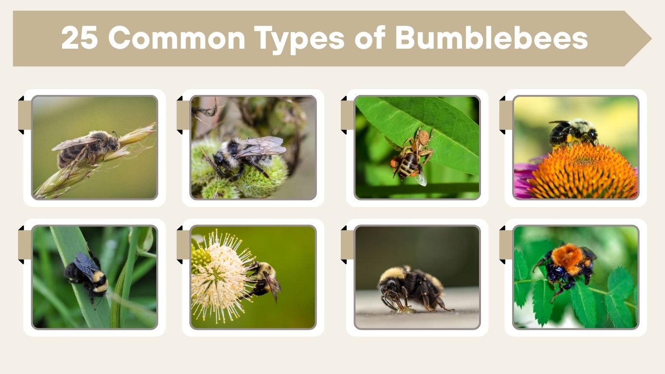 25 Common Types of Bumblebees: Different Species Identification