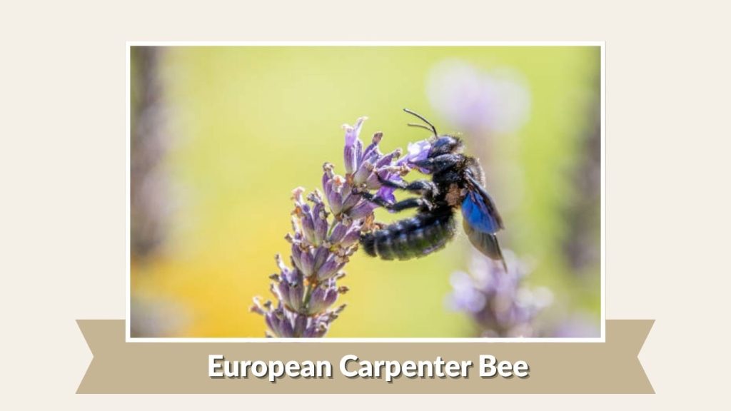 European Carpenter Bee