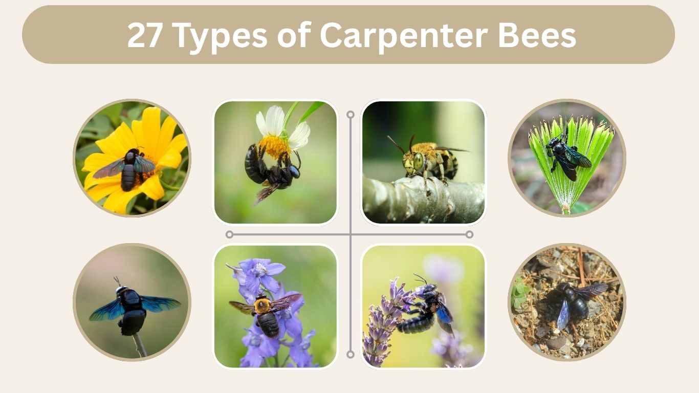 27 Types of Carpenter Bees: Species, Size, Color, Habitat, and ID  