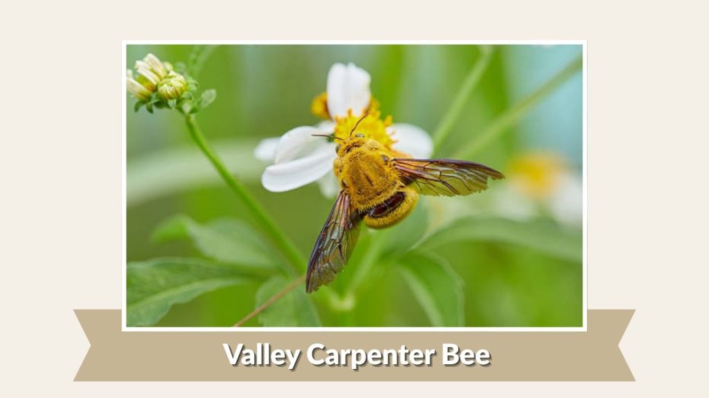 Valley Carpenter Bee