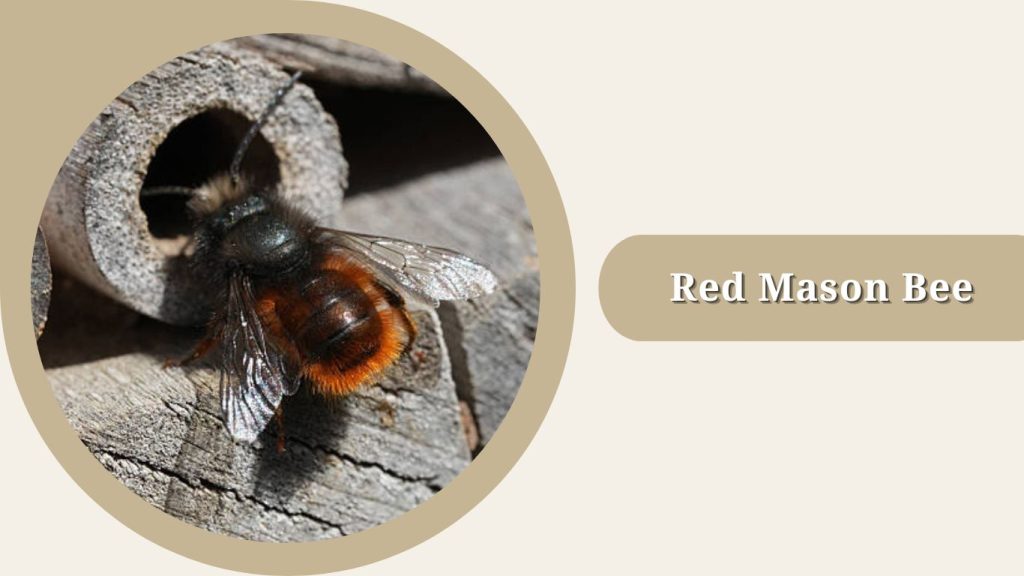 Red Mason Bee