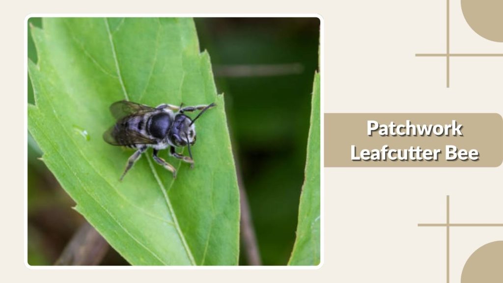 Patchwork Leafcutter Bee