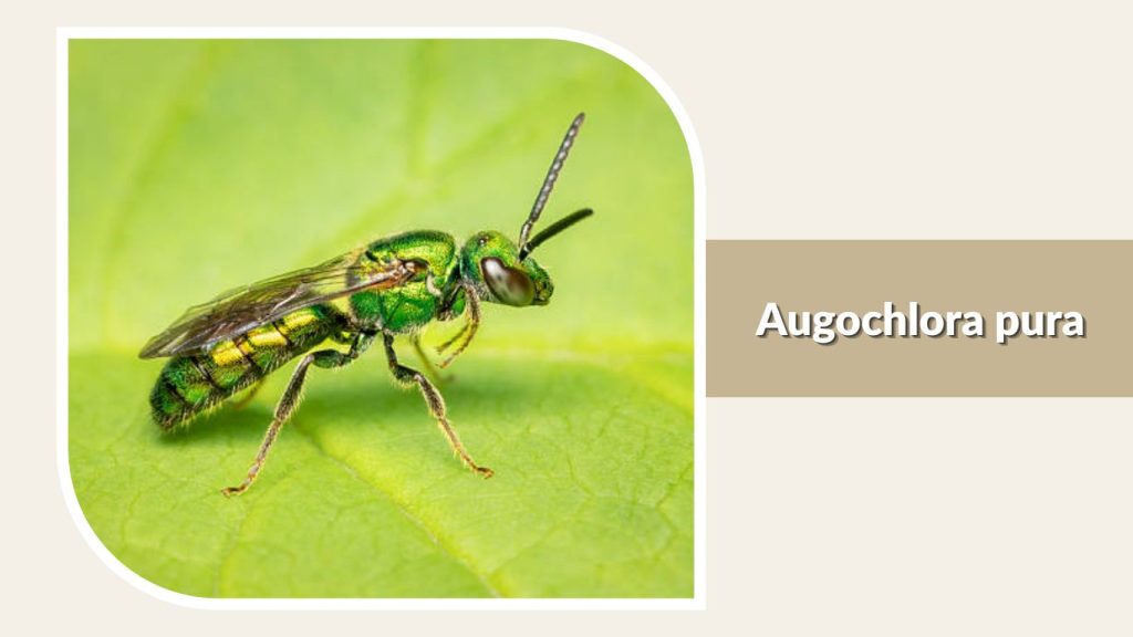  Augochlora pura