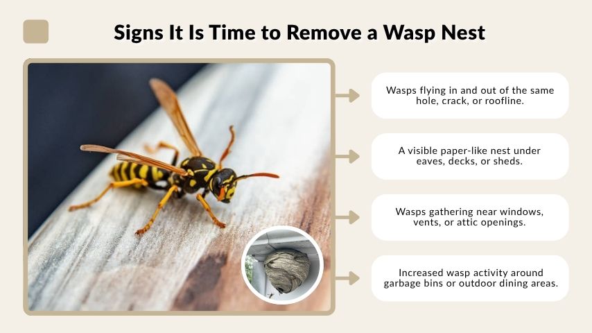 Signs It Is Time to Remove a Wasp Nest