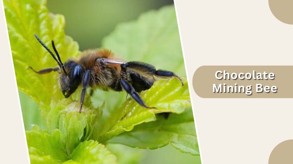 Chocolate Mining Bee