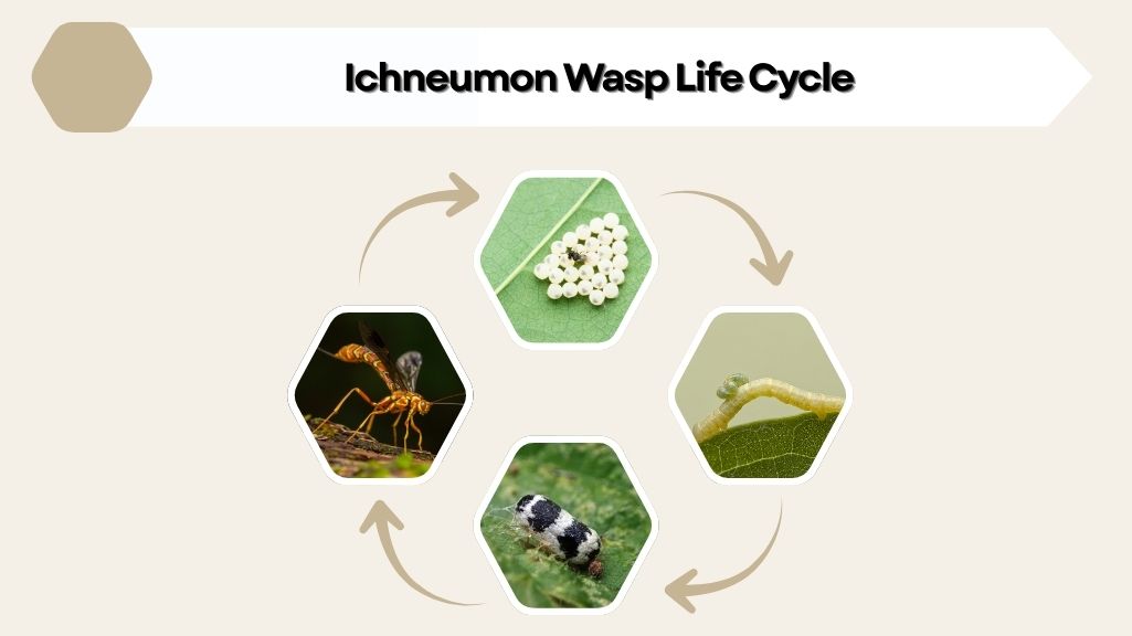 Ichneumon Wasp Life Cycle