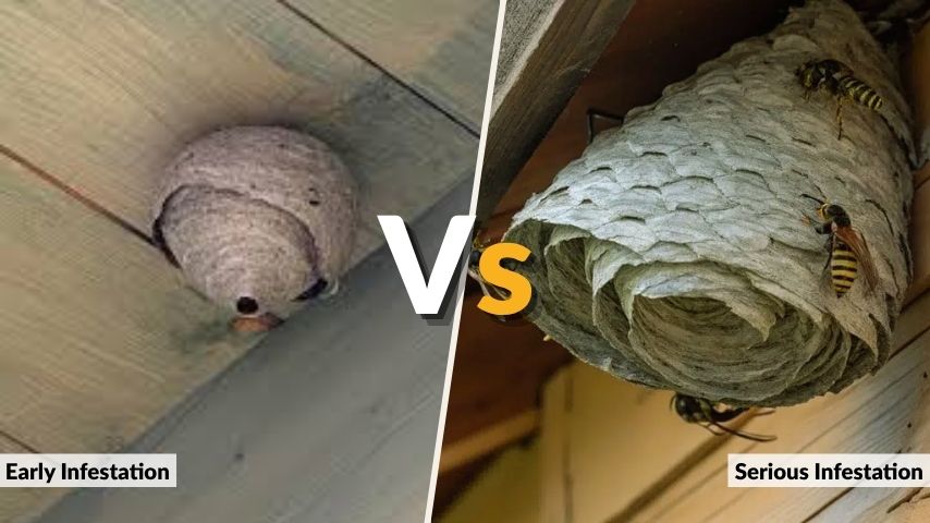 Early Infestation vs Serious Infestation