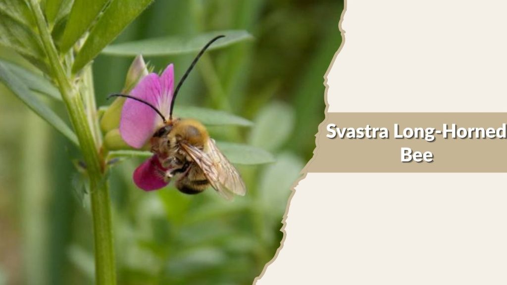 Svastra Long-Horned Bee