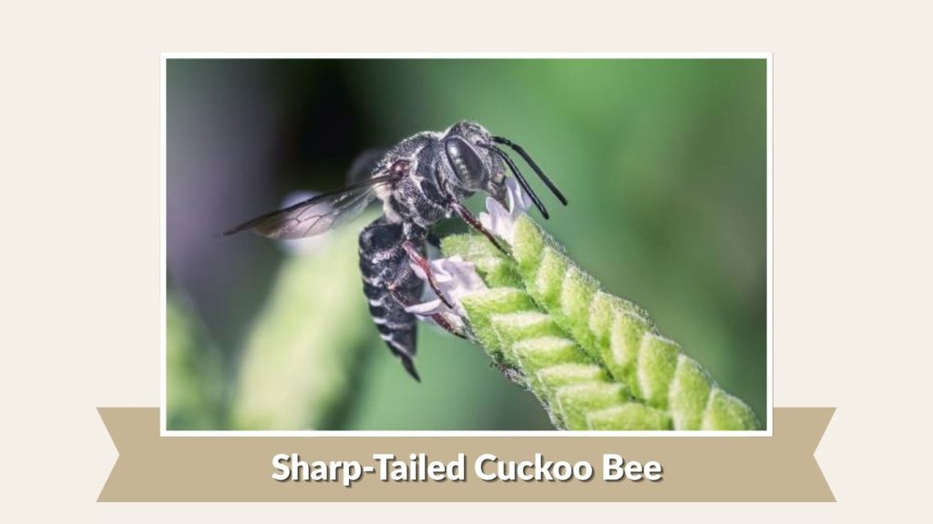 Sharp-Tailed Cuckoo Bee