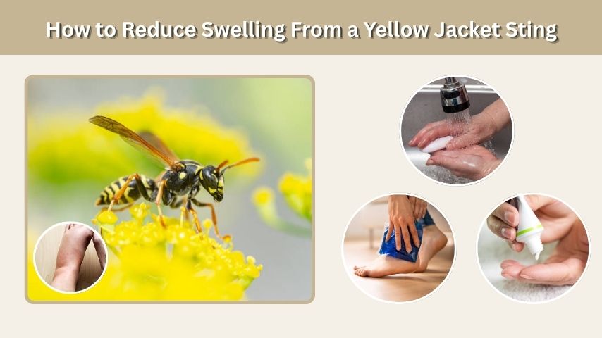 How to Reduce Swelling From a Yellow Jacket Sting
