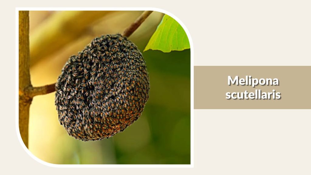 Melipona scutellaris