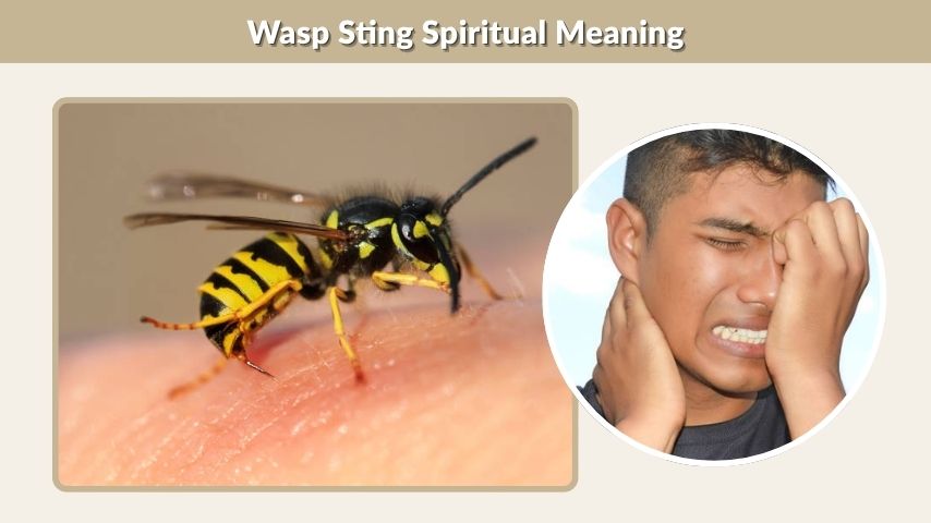 Wasp Sting Spiritual Meaning
