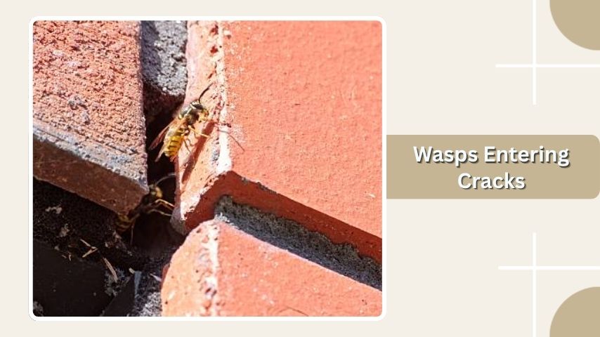  Wasps Entering Cracks