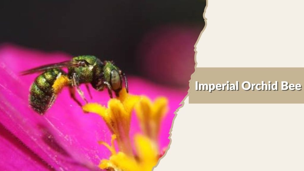 Imperial Orchid Bee