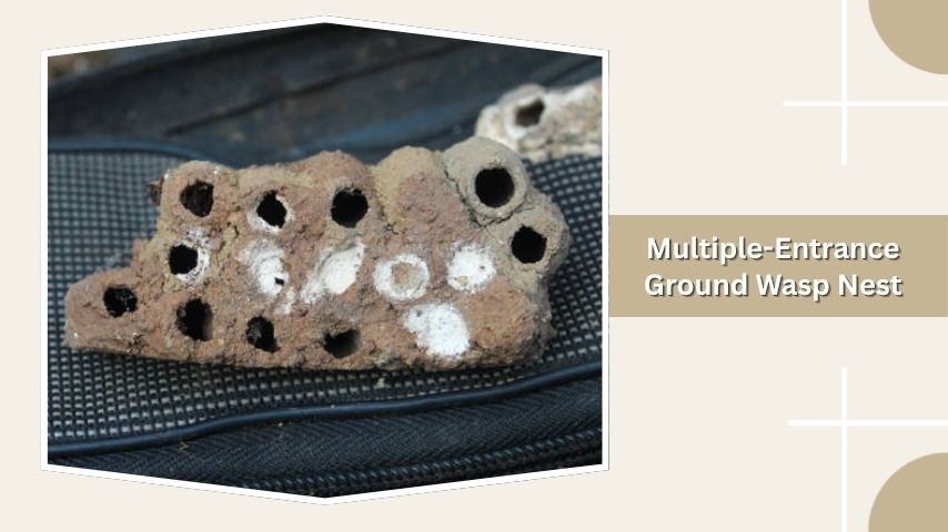 Multiple-Entrance Ground Wasp Nest
