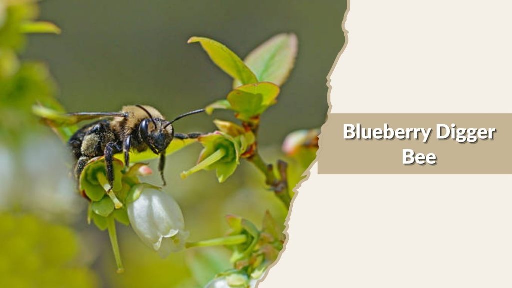 Blueberry Digger Bee