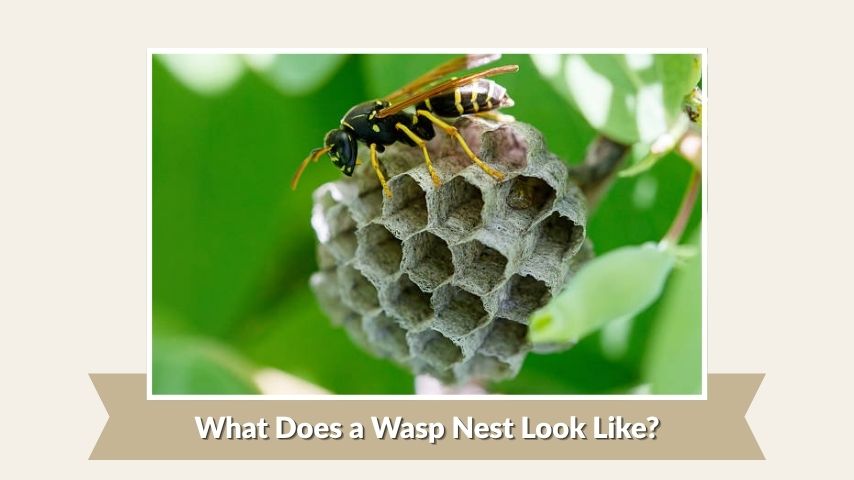 What Does a Wasp Nest Look Like?