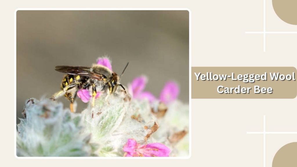  Yellow-Legged Wool Carder Bee