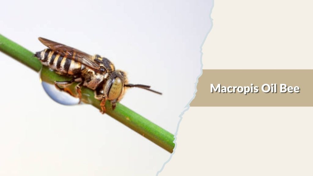 Macropis Oil Bee