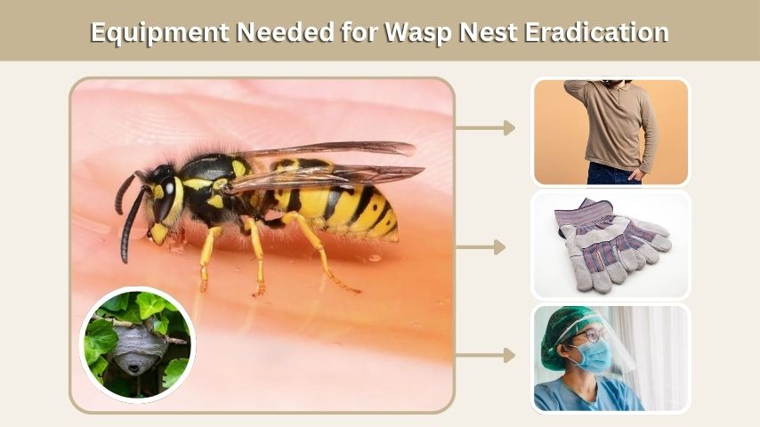Equipment Needed for Wasp Nest Eradication