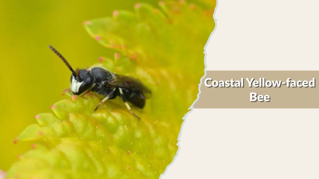 Coastal Yellow-faced Bee