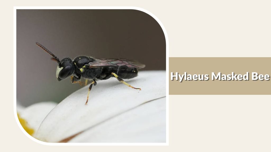 Hylaeus Masked Bee